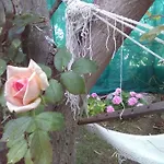 Paola 로아노